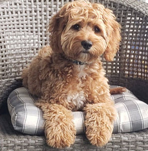 Meet your Posher, Aiden